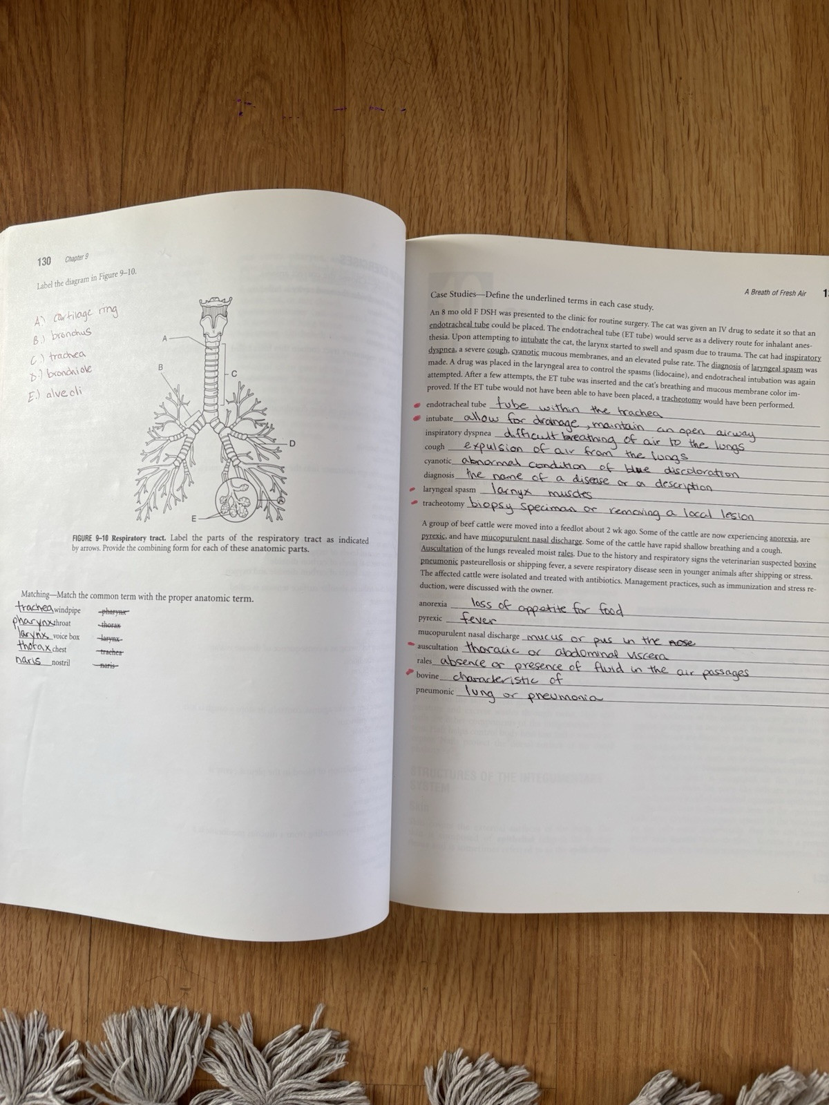 Illustrated Guide to Veterinary Medical Terminology by Janet Amundson Romich…