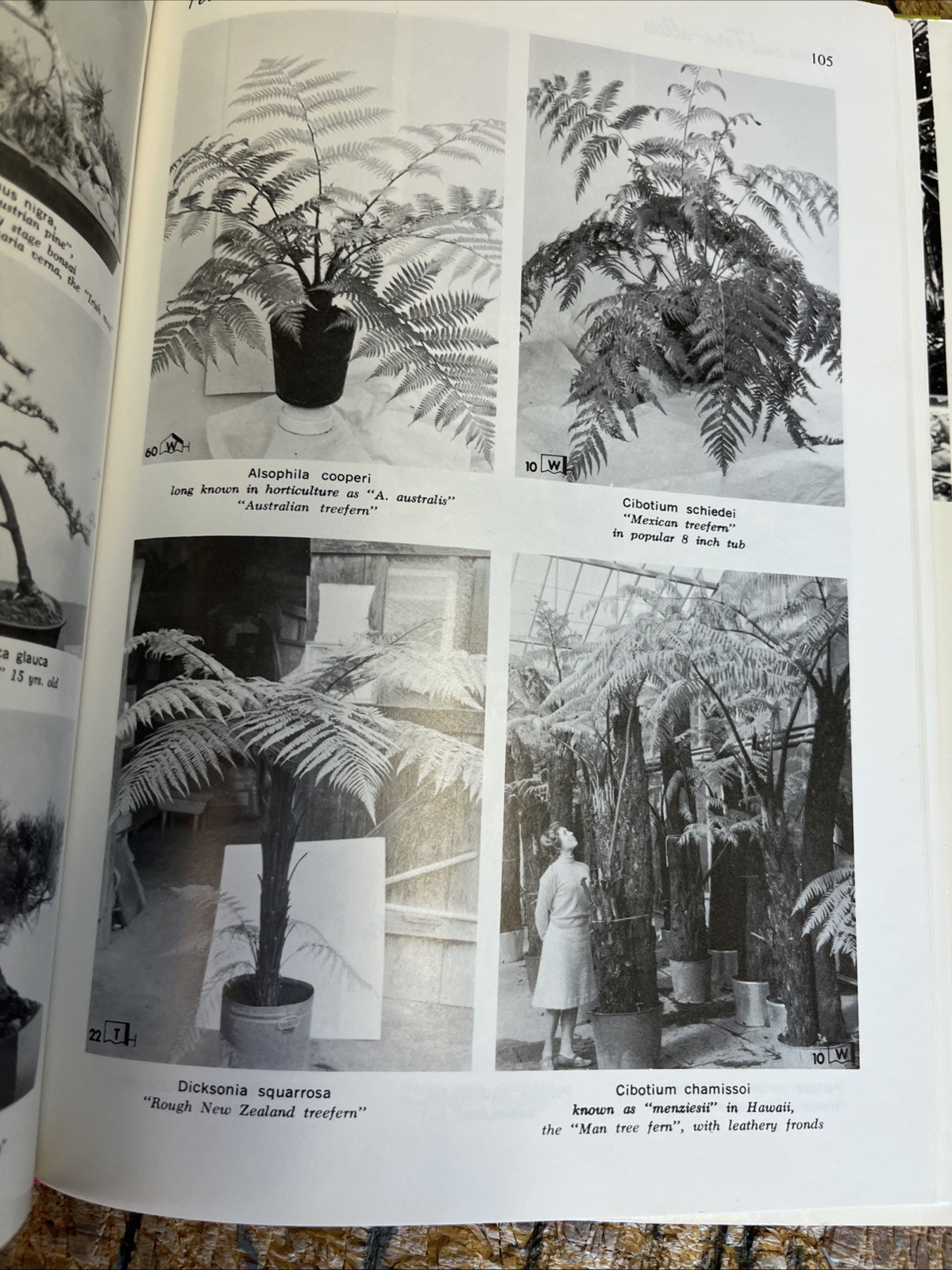 Exotic Plant Manual by A. B. Graf 1200 Illustrations Botany 1976 10th Edition