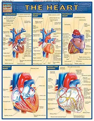 Heart: QuickStudy Laminated Reference – Pamphlet, by Vincent Perez – Very Good