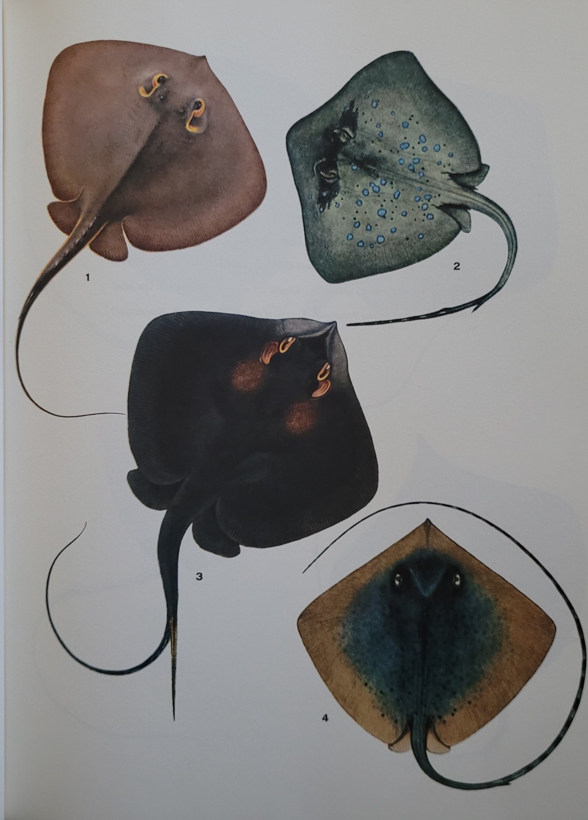 1970 Poisonous & Venomous Marine Animals Vol 3 Halstead – Vintage Marine Biology