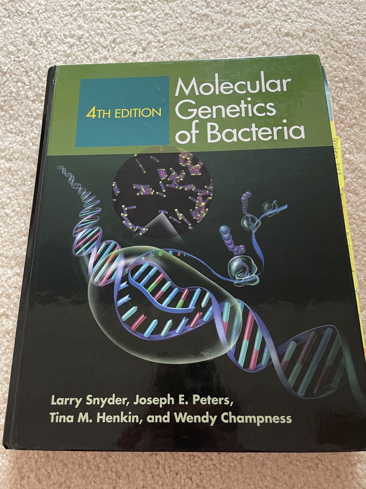 ASM Bks.: Molecular Genetics of Bacteria by Wendy Champness, Tina M. Henkin,…