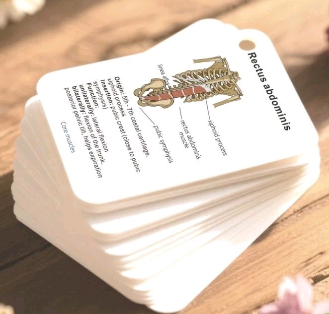 100 Card Medical Anatomy Flash Cards Bones And Muscles Labeled Easy To Carry