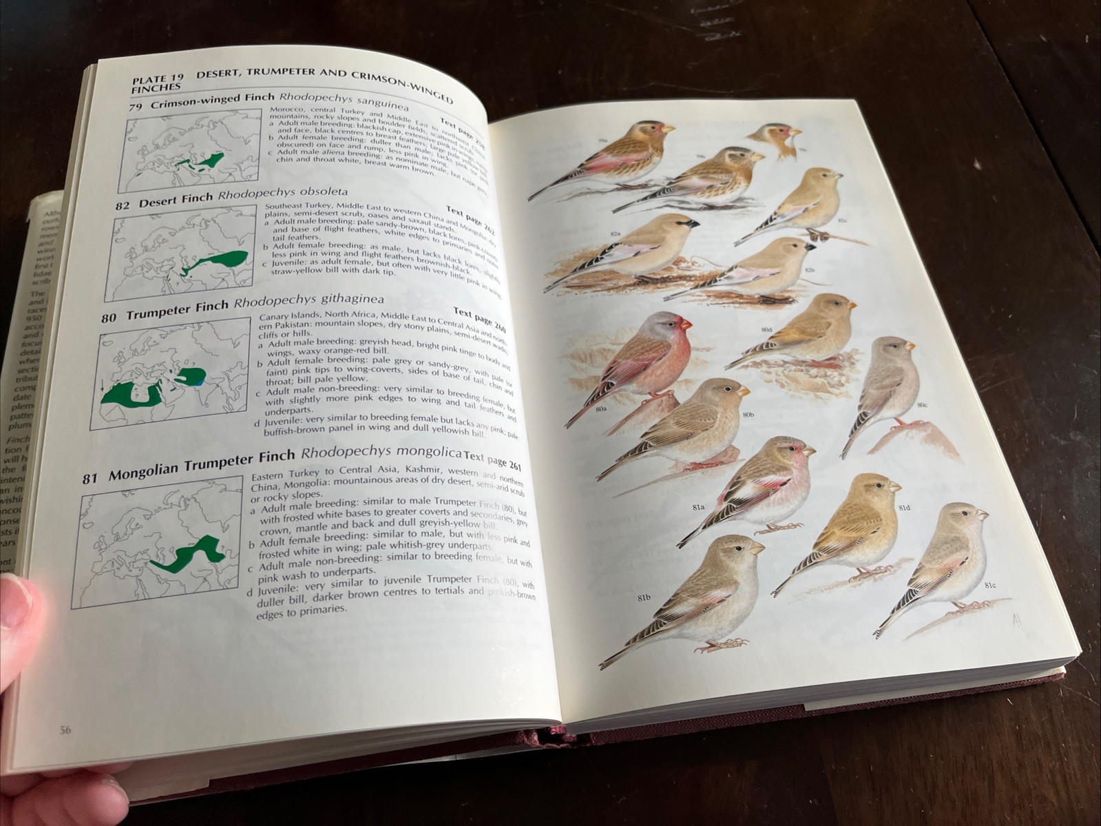 Finches & Sparrows : An Identification Guide by Peter Clement Illustrated! HCDJ