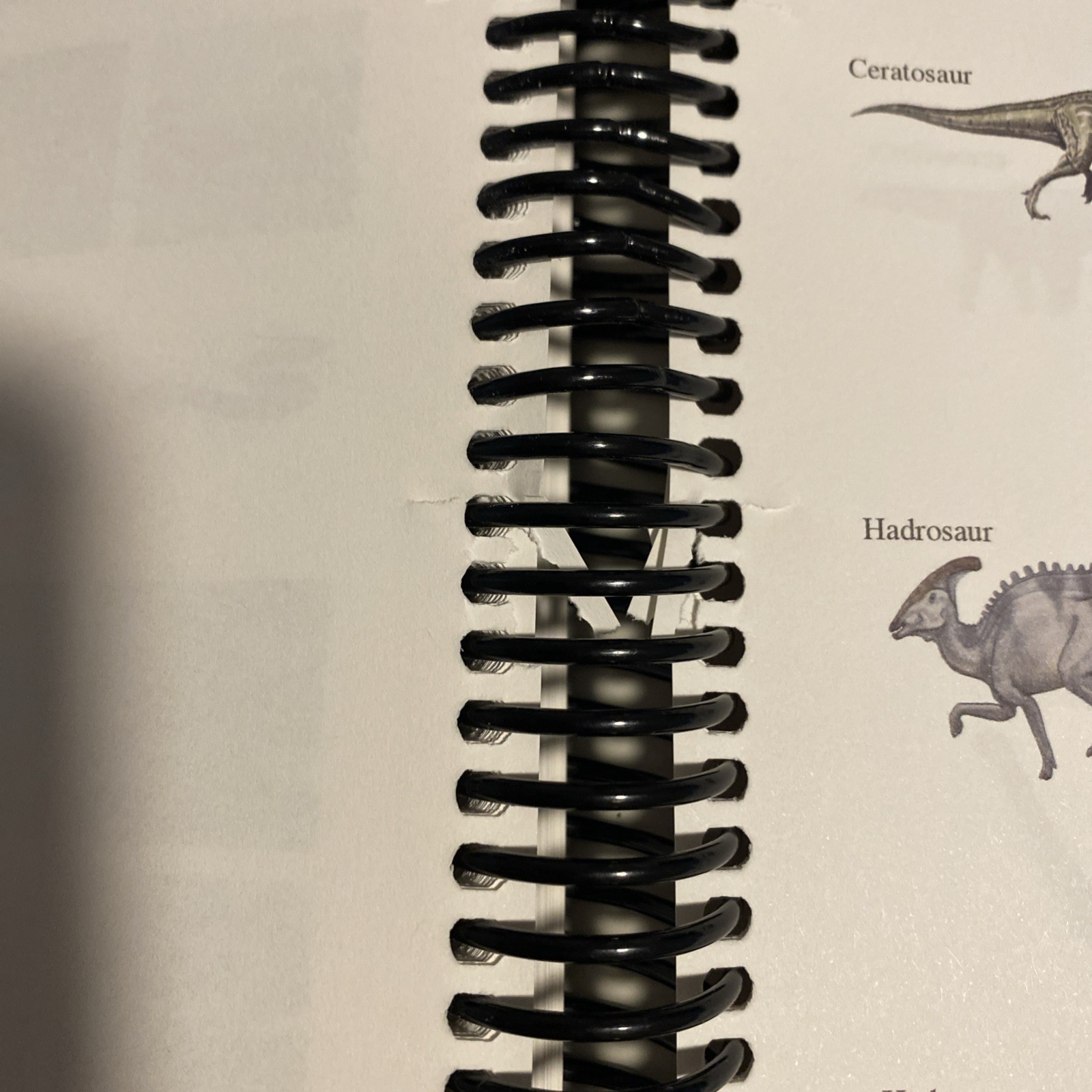 Apologia Zoology 3: Junior Notebooking Journal, Clean Pages
