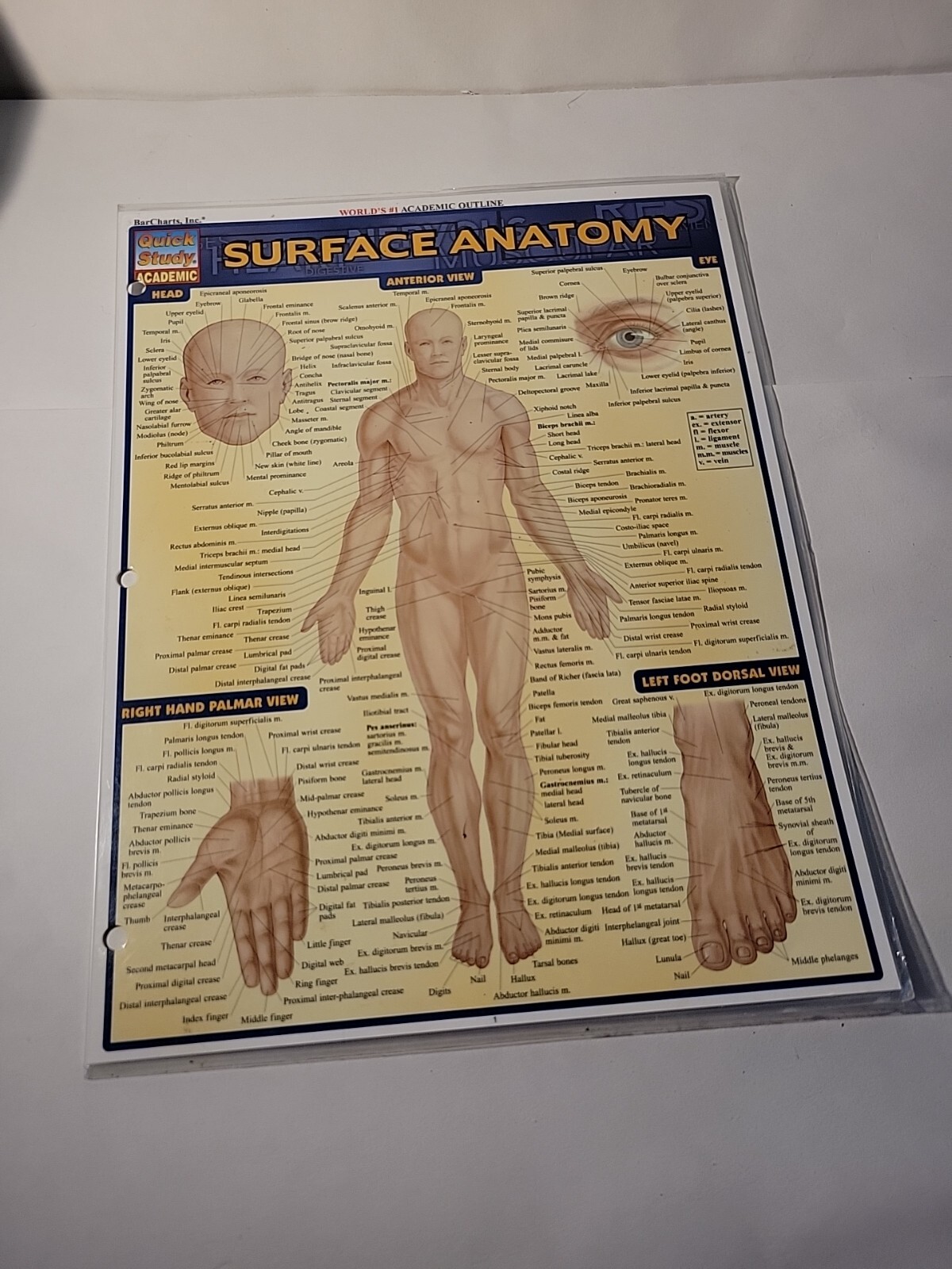 Surface Anatomy by Vincent Perez (2003, Book, Other)
