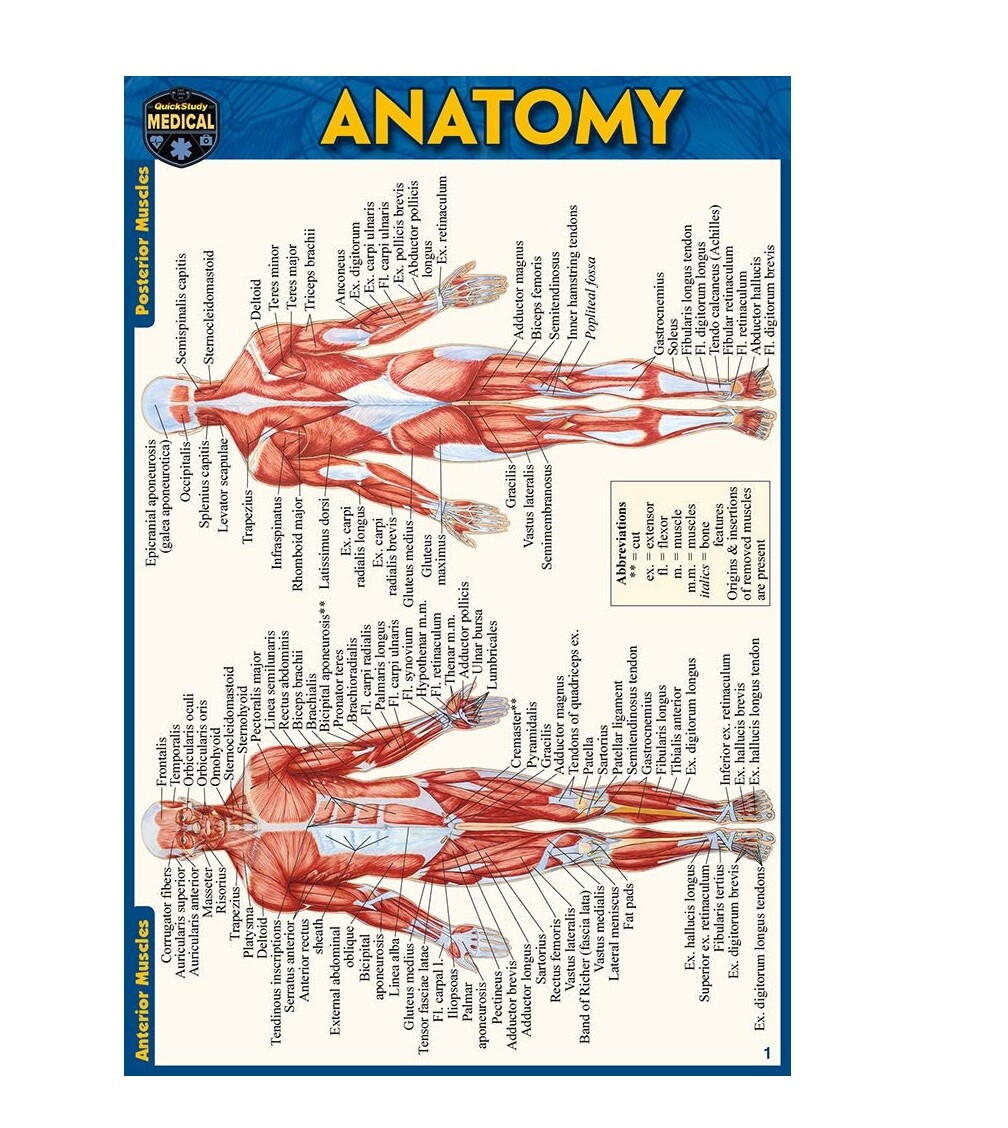 Anatomy Illustrated Pocket-Size Laminated QuickStudy Guide (Barcharts Dec, 2019)