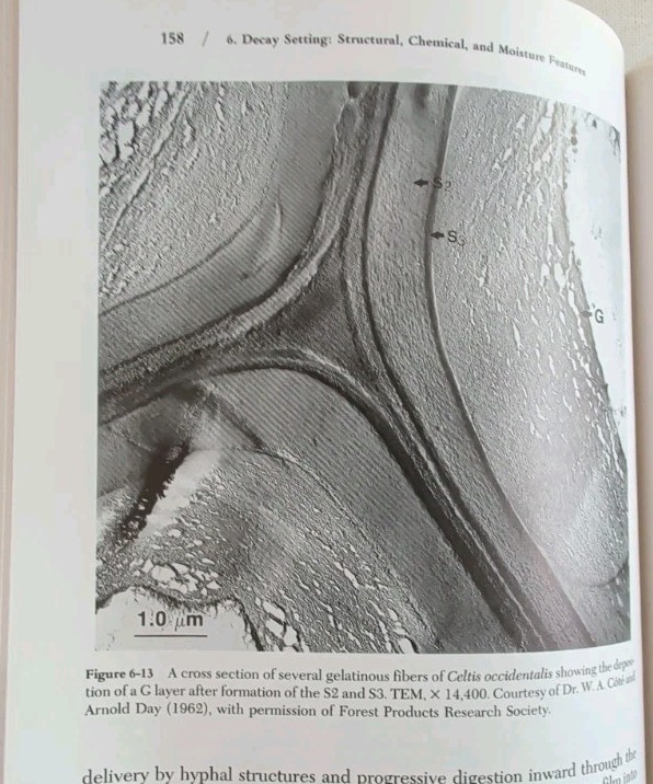 Wood Microbiology : Decay and Its Prevention by Jeffrey J. Morrell and Zabel