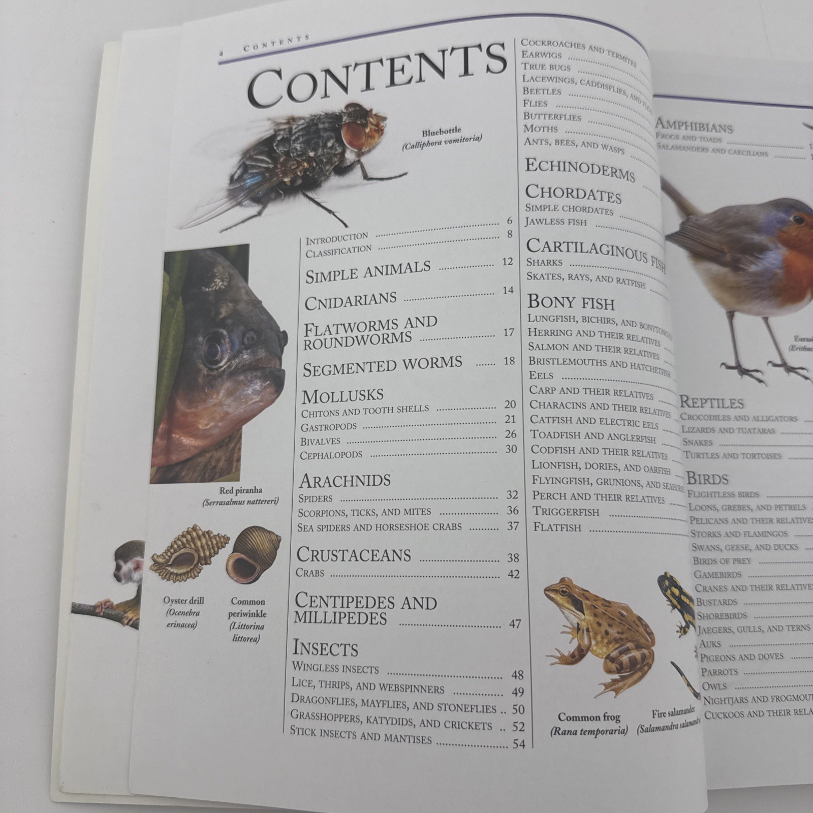Kingfisher Animal Encyclopedia David Burnie 3rd Edition Paperback