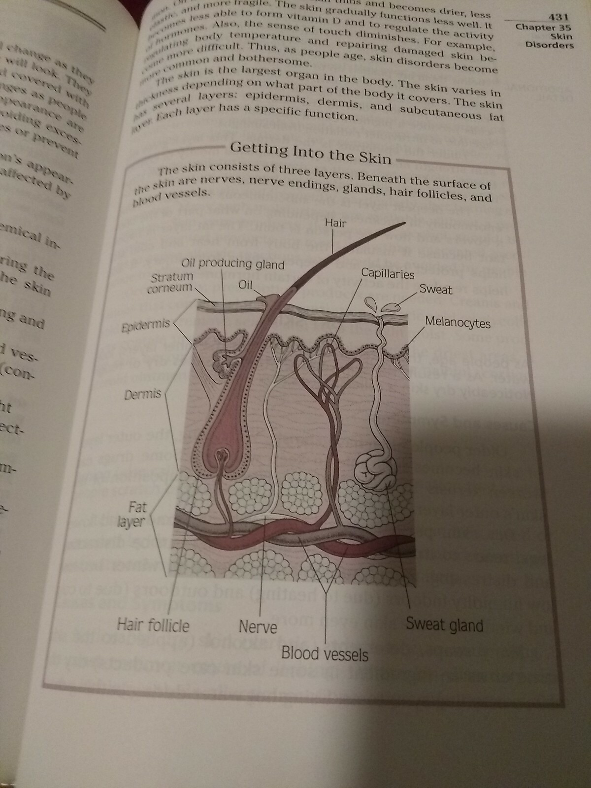 The Merck Manual of Health and Aging The Comprehensive Guide to the Changes 2004
