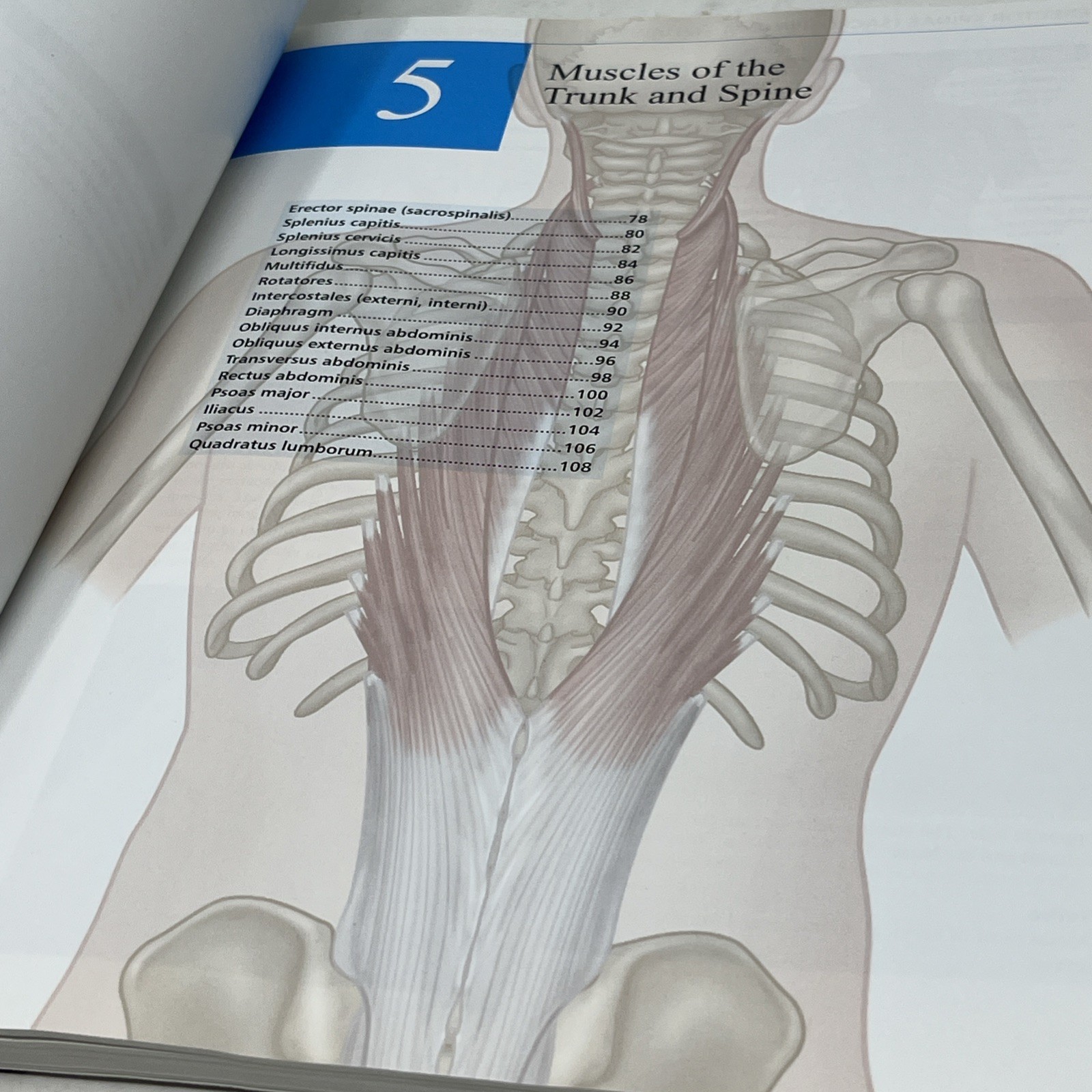 Concise Book of Dry Needling : A Practitioner’s Guide to Myofascial Trigger…