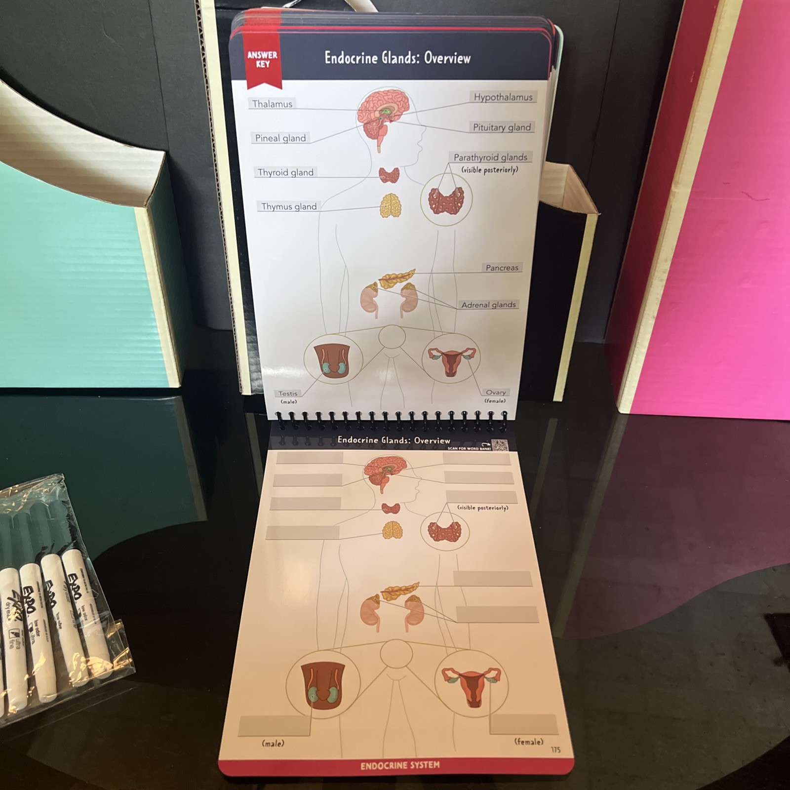 Nurse In The Making Anatomy Label Lab Workbook Laminated Spiral Bound