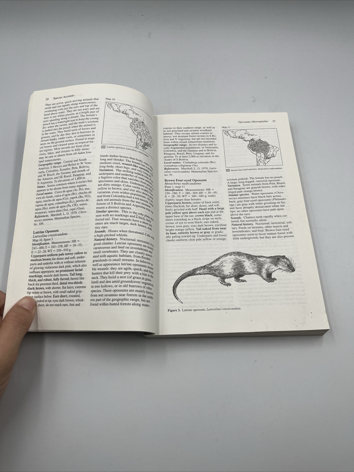 Neotropical Rainforest Mammals : A Field Guide, Paperback by Emmons, Louise H…