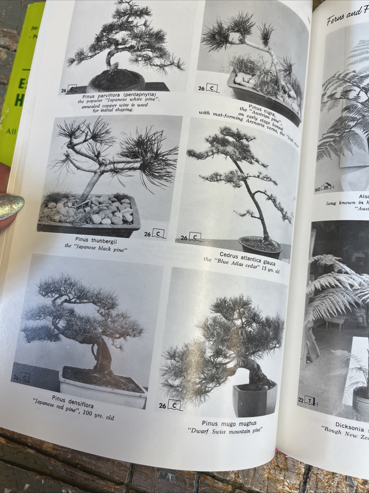Exotic Plant Manual by A. B. Graf 1200 Illustrations Botany 1976 10th Edition