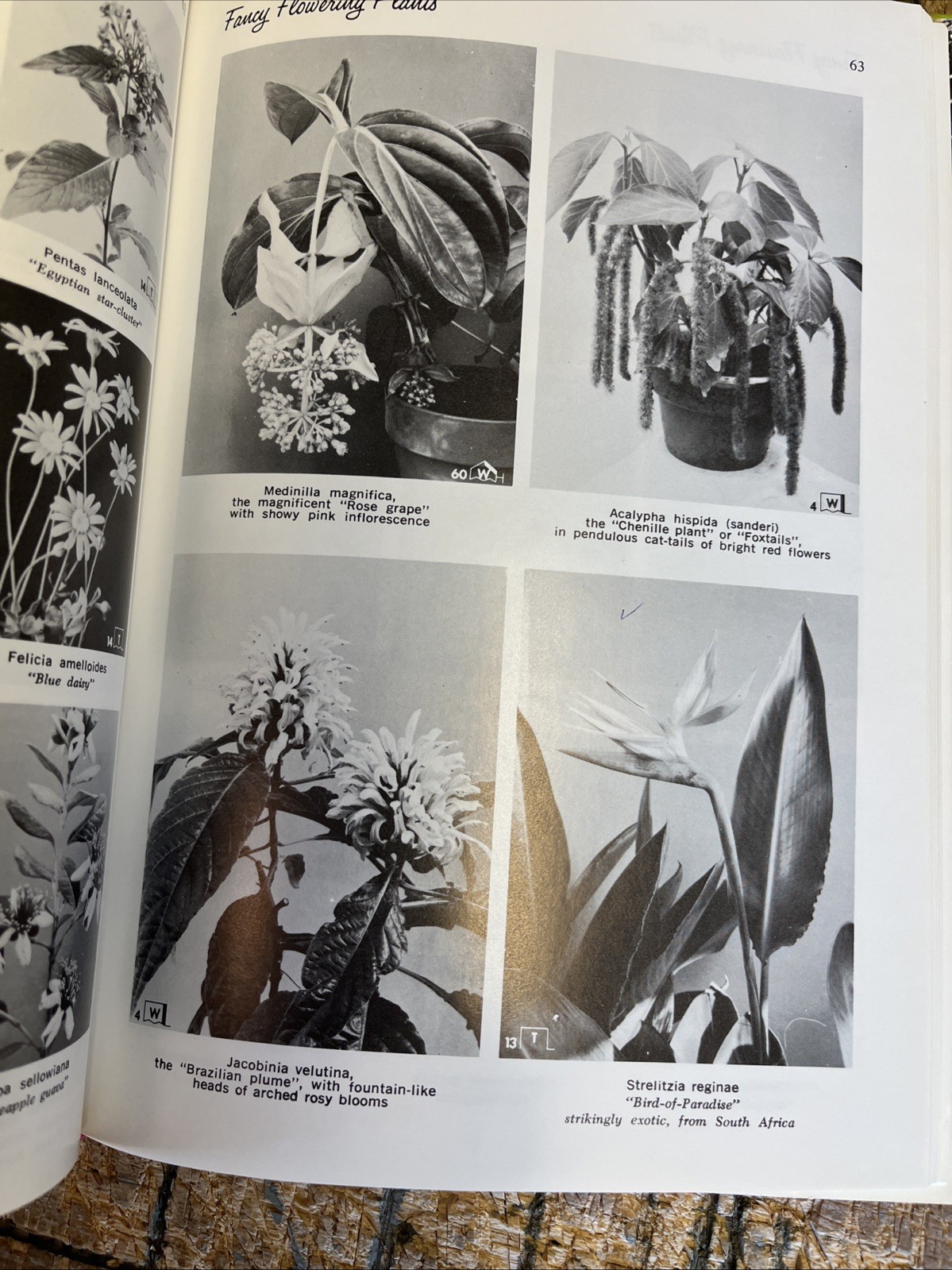 Exotic Plant Manual by A. B. Graf 1200 Illustrations Botany 1976 10th Edition